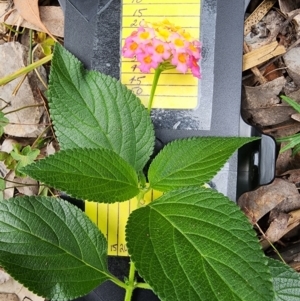 Lantana camara at Bodalla State Forest - 30 Apr 2024