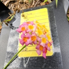 Lantana camara at Bodalla State Forest - 30 Apr 2024