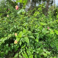 Lantana camara at Bodalla State Forest - 30 Apr 2024