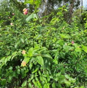 Lantana camara at Bodalla State Forest - 30 Apr 2024