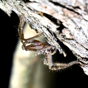 Isopeda canberrana at Mulligans Flat - 27 Apr 2024 07:51 PM