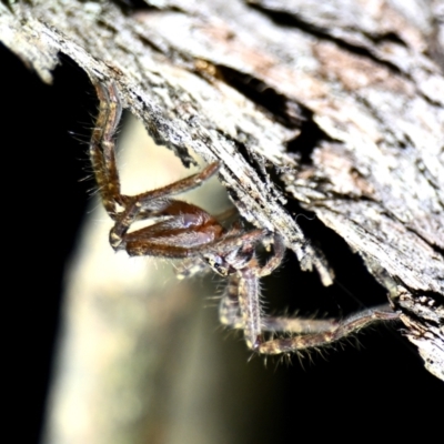 Isopeda canberrana (Canberra Huntsman Spider) at suppressed - 27 Apr 2024 by davidcunninghamwildlife