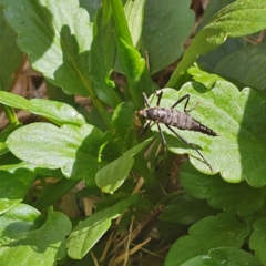 Boreoides subulatus at Lyons, ACT - suppressed