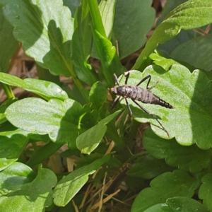 Boreoides subulatus at Lyons, ACT - suppressed