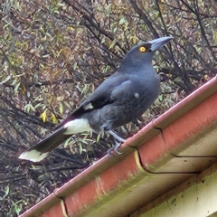 Strepera graculina (Pied Currawong) at QPRC LGA - 30 Apr 2024 by MatthewFrawley