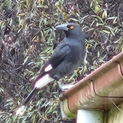 Strepera graculina at QPRC LGA - 30 Apr 2024 01:51 PM