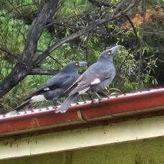 Strepera graculina at QPRC LGA - 30 Apr 2024