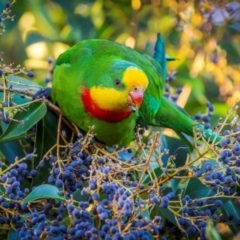 Polytelis swainsonii (Superb Parrot) at Ainslie, ACT - 20 Apr 2024 by trevsci