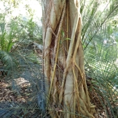 Ficus rubiginosa (Port Jackson or Rusty Fig) at Deua River Valley, NSW - 23 Apr 2024 by plants