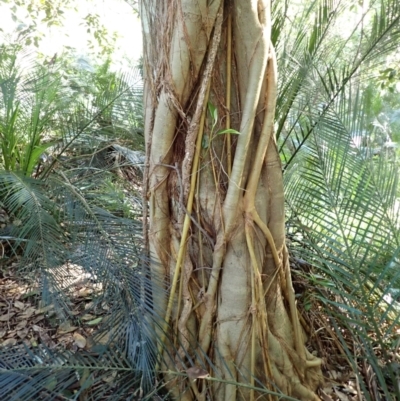 Ficus rubiginosa (Port Jackson or Rusty Fig) at Deua River Valley, NSW - 23 Apr 2024 by plants