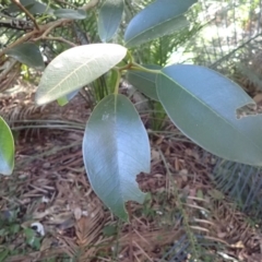 Ficus rubiginosa at Deua River Valley, NSW - 23 Apr 2024