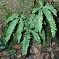 Adiantum hispidulum var. hispidulum (Rough Maidenhair) at Deua River Valley, NSW - 23 Apr 2024 by plants