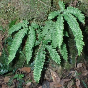 Adiantum hispidulum var. hispidulum (Rough Maidenhair) at Deua River Valley, NSW by plants