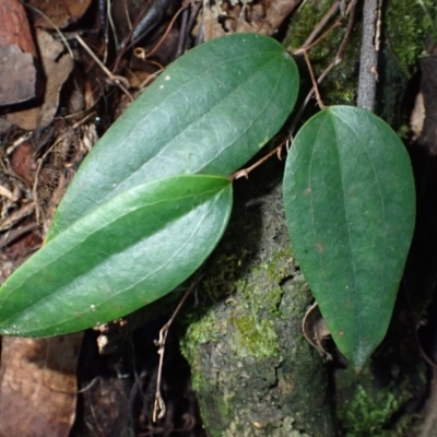 Smilax glyciphylla (Native Sarsaparilla) at Wandera State Forest - 23 Apr 2024 by plants