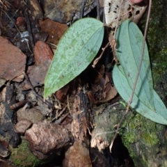 Smilax glyciphylla at Wandera State Forest - 23 Apr 2024