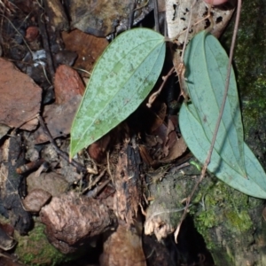 Smilax glyciphylla at Wandera State Forest - 23 Apr 2024