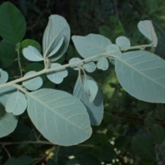 Pomaderris cinerea (Grey Pomaderris) at Wandera State Forest - 23 Apr 2024 by plants