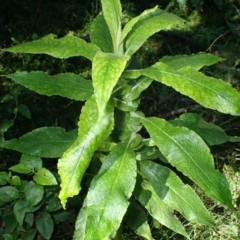 Calomeria amaranthoides (Incense Plant) at Wandera State Forest - 23 Apr 2024 by plants