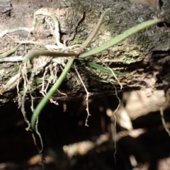 Sarcochilus hillii (Morrison's Tree-orchid, or Myrtle Bells) at Deua River Valley, NSW - 23 Apr 2024 by plants