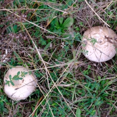 Agaricus sp. (Agaricus) at Strathnairn, ACT - 30 Apr 2024 by Kurt