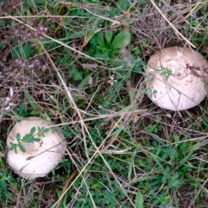 Unidentified Cap on a stem; gills below cap [mushrooms or mushroom-like] at suppressed by Kurt