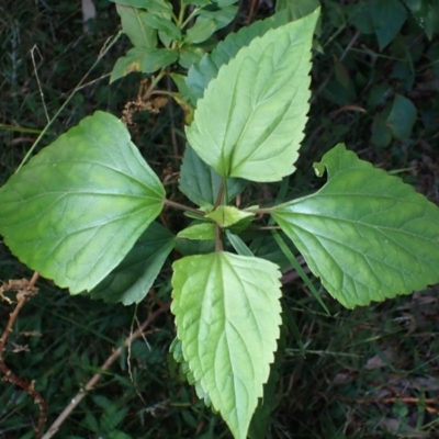 Ageratina adenophora (Crofton Weed) at Deua National Park - 23 Apr 2024 by plants