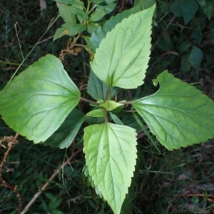 Ageratina adenophora (Crofton Weed) at Deua National Park by plants