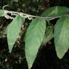 Pomaderris aspera (Hazel Pomaderris) at Deua National Park - 23 Apr 2024 by plants