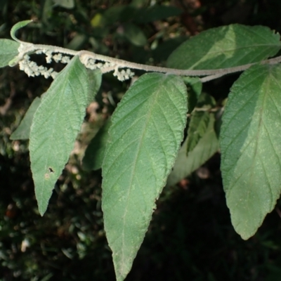 Pomaderris aspera (Hazel Pomaderris) at Deua National Park - 23 Apr 2024 by plants