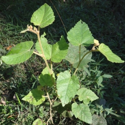 Androcalva rossii (brush kurrajong, blackfellows' hemp) at Deua River Valley, NSW - 23 Apr 2024 by plants