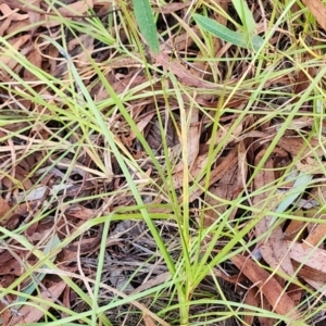 Lomandra filiformis subsp. coriacea at Farrer, ACT - suppressed