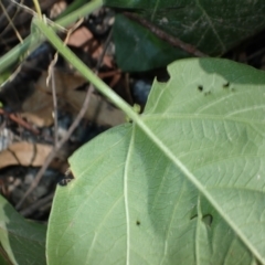 Passiflora herbertiana subsp. herbertiana at Deua National Park - 23 Apr 2024 12:48 PM