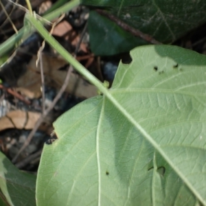 Passiflora herbertiana subsp. herbertiana at Deua National Park - 23 Apr 2024