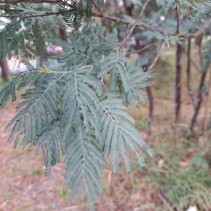 Acacia dealbata at Hackett, ACT - 30 Apr 2024