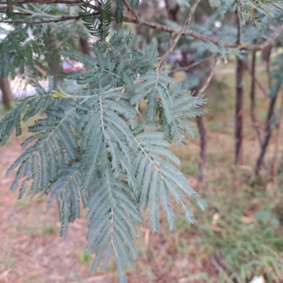 Acacia dealbata (Silver Wattle) at Hackett, ACT - 30 Apr 2024 by abread111