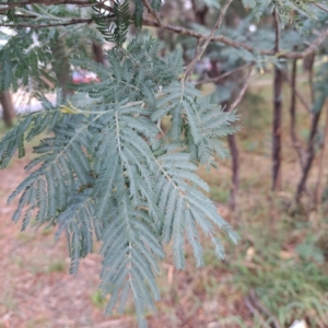 Acacia dealbata at suppressed by abread111