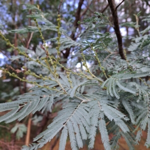 Acacia dealbata at Hackett, ACT - 30 Apr 2024