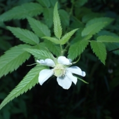 Rubus rosifolius (Rose-leaf Bramble) at Deua River Valley, NSW - 23 Apr 2024 by plants