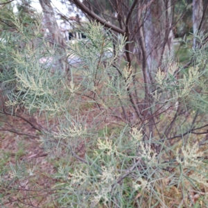 Acacia boormanii at Hackett, ACT by abread111