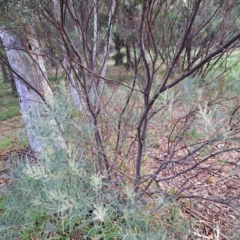 Acacia boormanii at Hackett, ACT - 30 Apr 2024