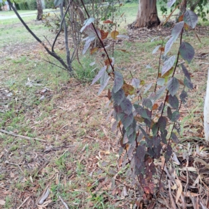 Prunus cerasifera at Hackett, ACT - 30 Apr 2024