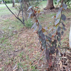 Prunus sp. at suppressed by abread111