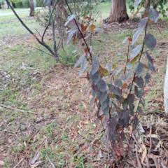 Prunus cerasifera (Cherry Plum) at Hackett, ACT - 30 Apr 2024 by abread111