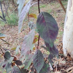Prunus cerasifera at Hackett, ACT - 30 Apr 2024