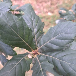 Quercus sp. at suppressed by abread111