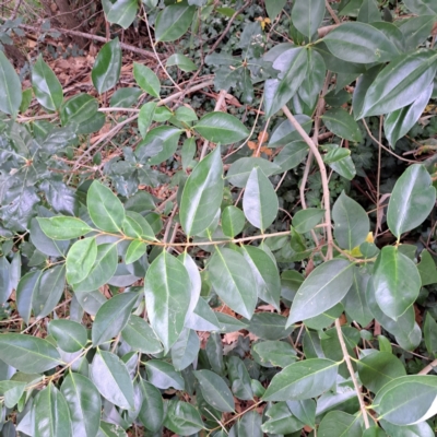 Ligustrum lucidum (Large-leaved Privet) at Hackett, ACT - 30 Apr 2024 by abread111