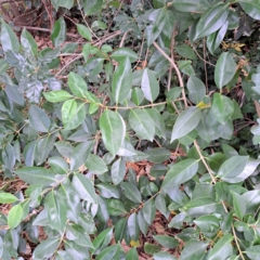 Ligustrum lucidum at Hackett, ACT - 30 Apr 2024