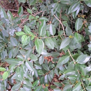 Ligustrum lucidum at Hackett, ACT - 30 Apr 2024