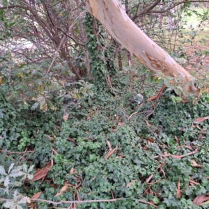 Hedera helix at Hackett, ACT - 30 Apr 2024