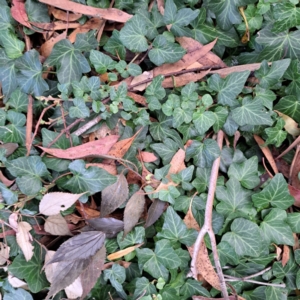 Hedera helix at Hackett, ACT - 30 Apr 2024